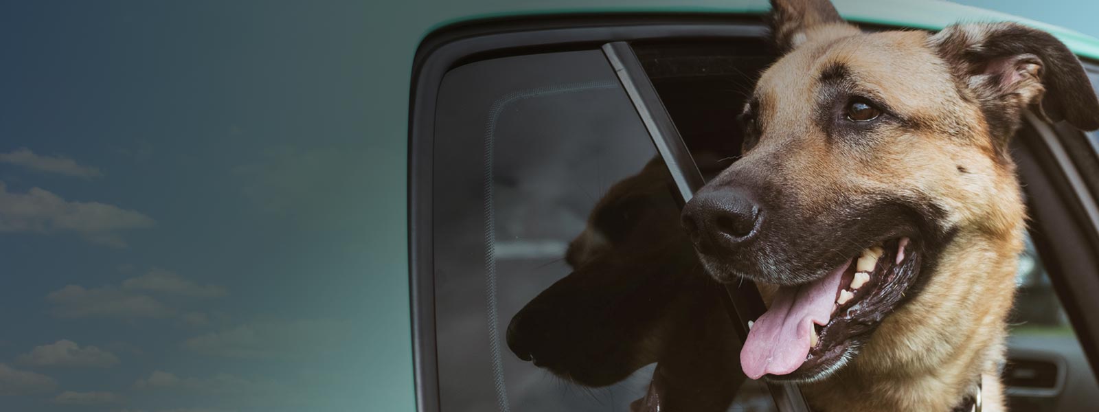 Travel with Pets BC Ferries