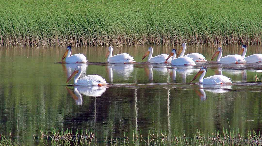Pelicans on a lake